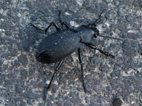 Carabinae